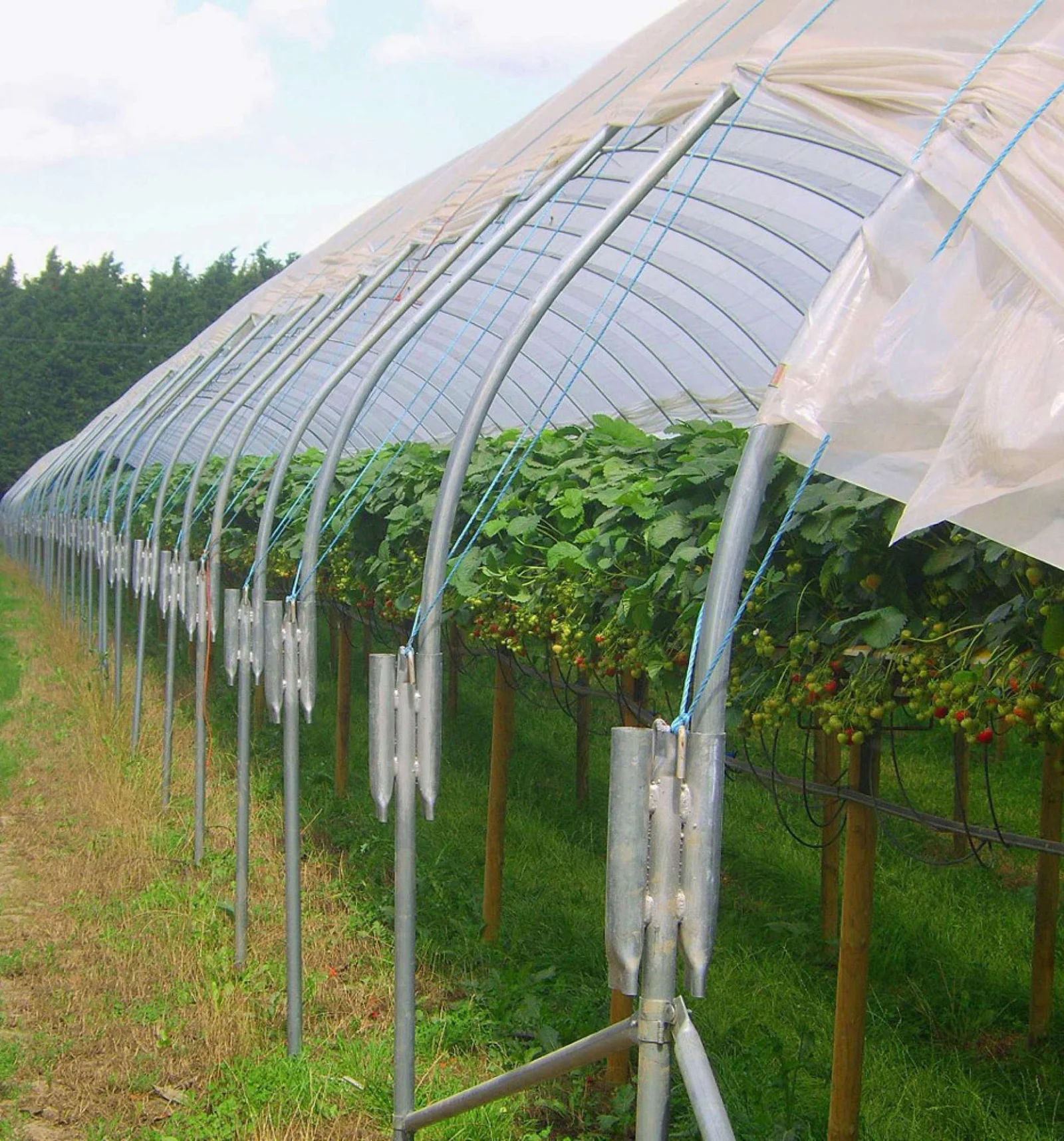 Polytunnel ventilation and sidewall detail