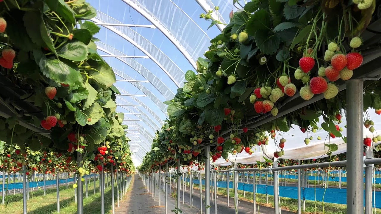 Berry production in polytunnels with substrate gutters