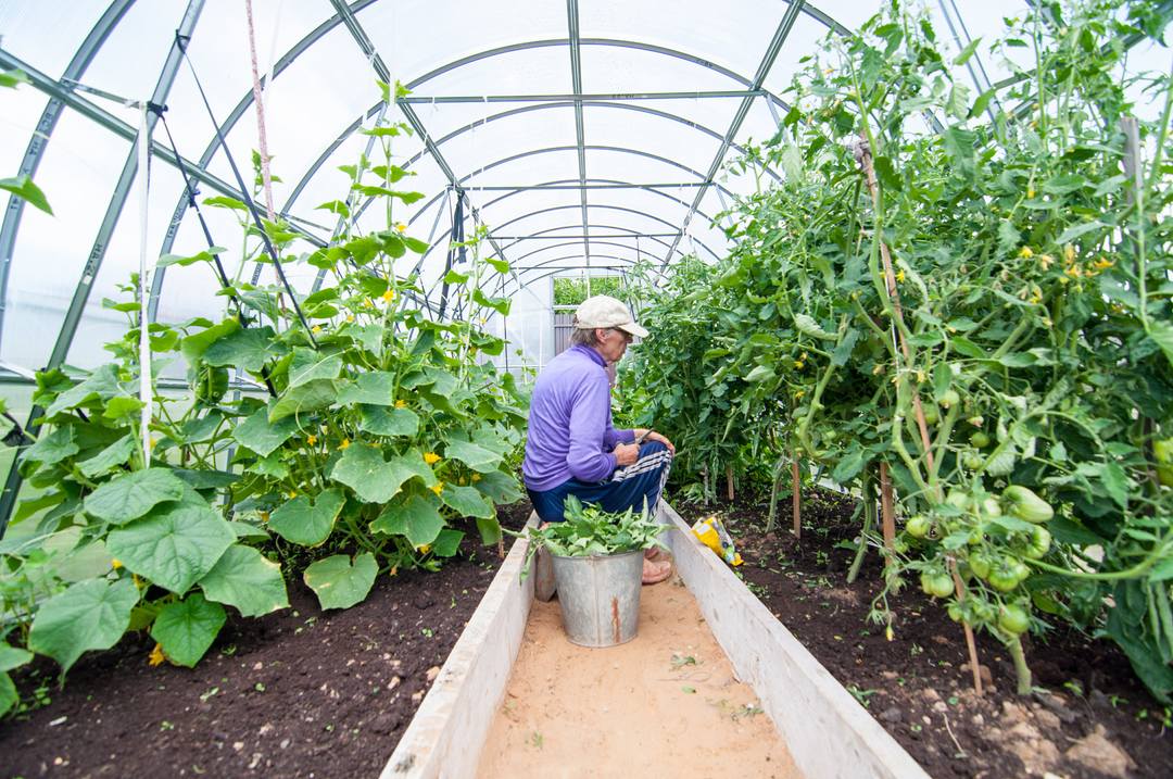 Vegetables in polytunnels in hot climate
