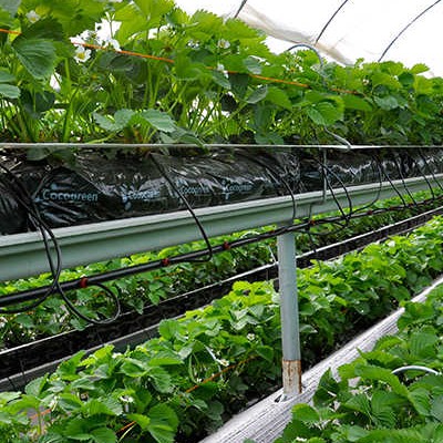 Substrate gutter growing system