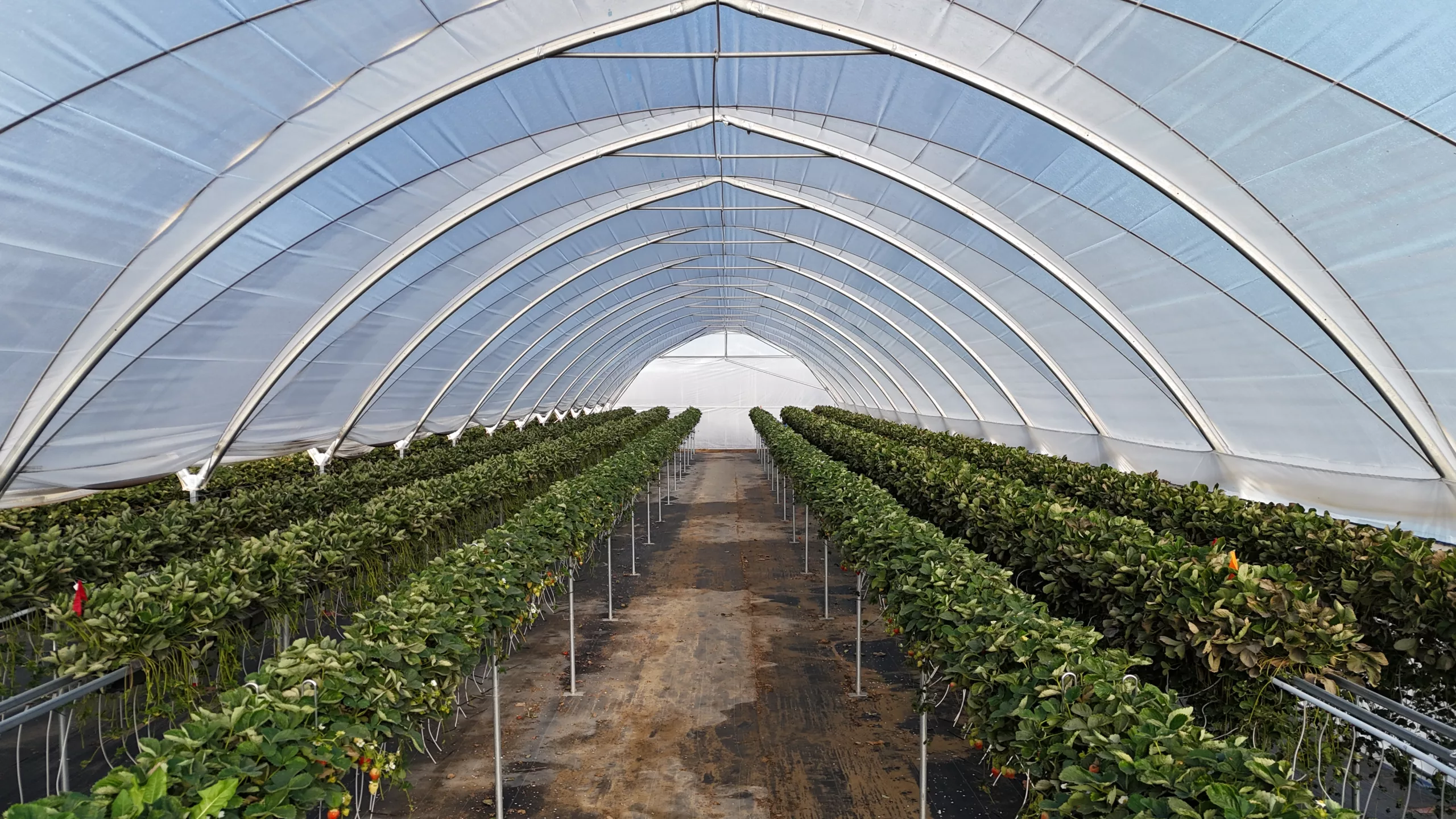 Polythene tunnel covers and shade nets on farm