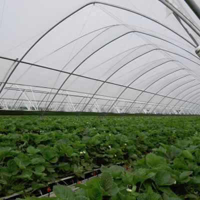 Greenhouse polythene film installed on tunnel